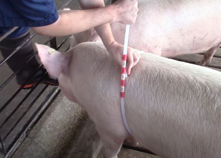 Weighing Pigs Without a Scale A Simple Tool for Estimating Pig Weight